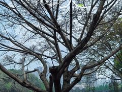 -重庆彩云湖湿地公园