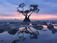 -宝安西湾红树林湿地公园