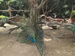 -广州长隆飞鸟乐园