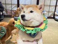 -逗柴咖啡屋·狗咖猫咖宠物桌游