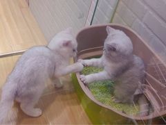 -星伦多 自助料理(圆融店)