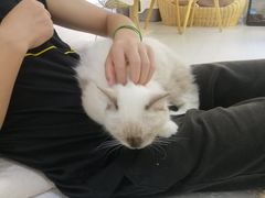 -喵zoo家庭繁育猫舍(尖东智能花园店)