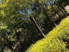 -永定河休闲森林公园