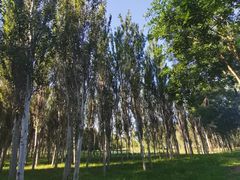 -东郊湿地公园