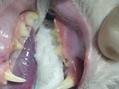 -纳吉亚猫专科动物诊疗中心(蒋宅口分院)