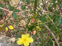 -合肥滨湖国家森林公园