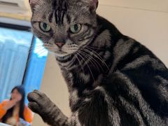 -有喵·猫咖·狗咖·30几只猫10只小狗(岗厦店)