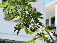 -东梓关景区村庄