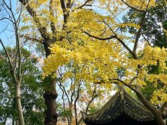 -秋霞圃