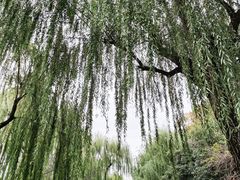 -柳浪闻莺公园