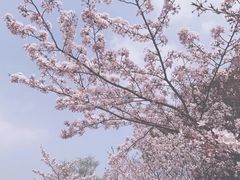 -顾村公园