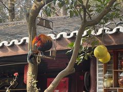 -青城甲(青城山店)