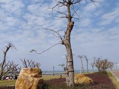 -芒洲湿地公园