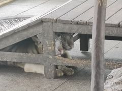 -秦皇岛野生动物园