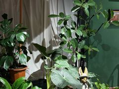 -Thai Basil罗勒叶泰式餐厅(时代天街店)