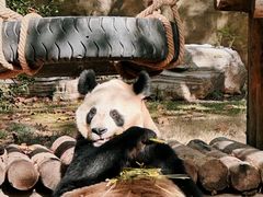 -上海野生动物园