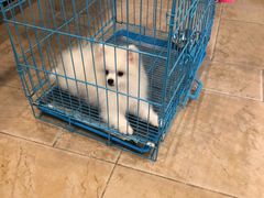 -翊宠yipet猫狗购宠庄园犬舍•猫舍