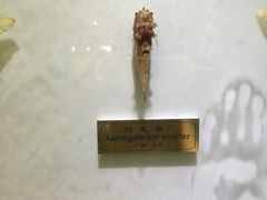 -上海昆虫博物馆