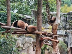 景点-成都大熊猫繁育研究基地