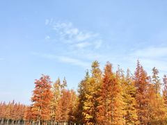 -白鹭湾湿地公园