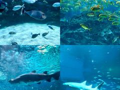 -海合安成都极地海洋公园