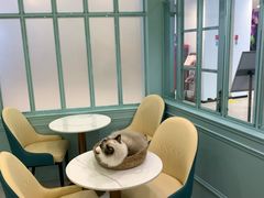 -安格丽娜·狗咖·猫咖羊驼咖(春熙路百盛商场店)