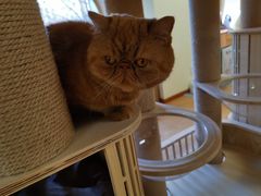 -猫和宫(六道口店)