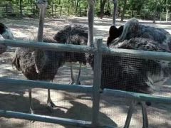 -秦皇岛野生动物园