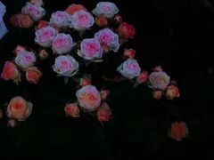 -安宁市宁湖森林公园
