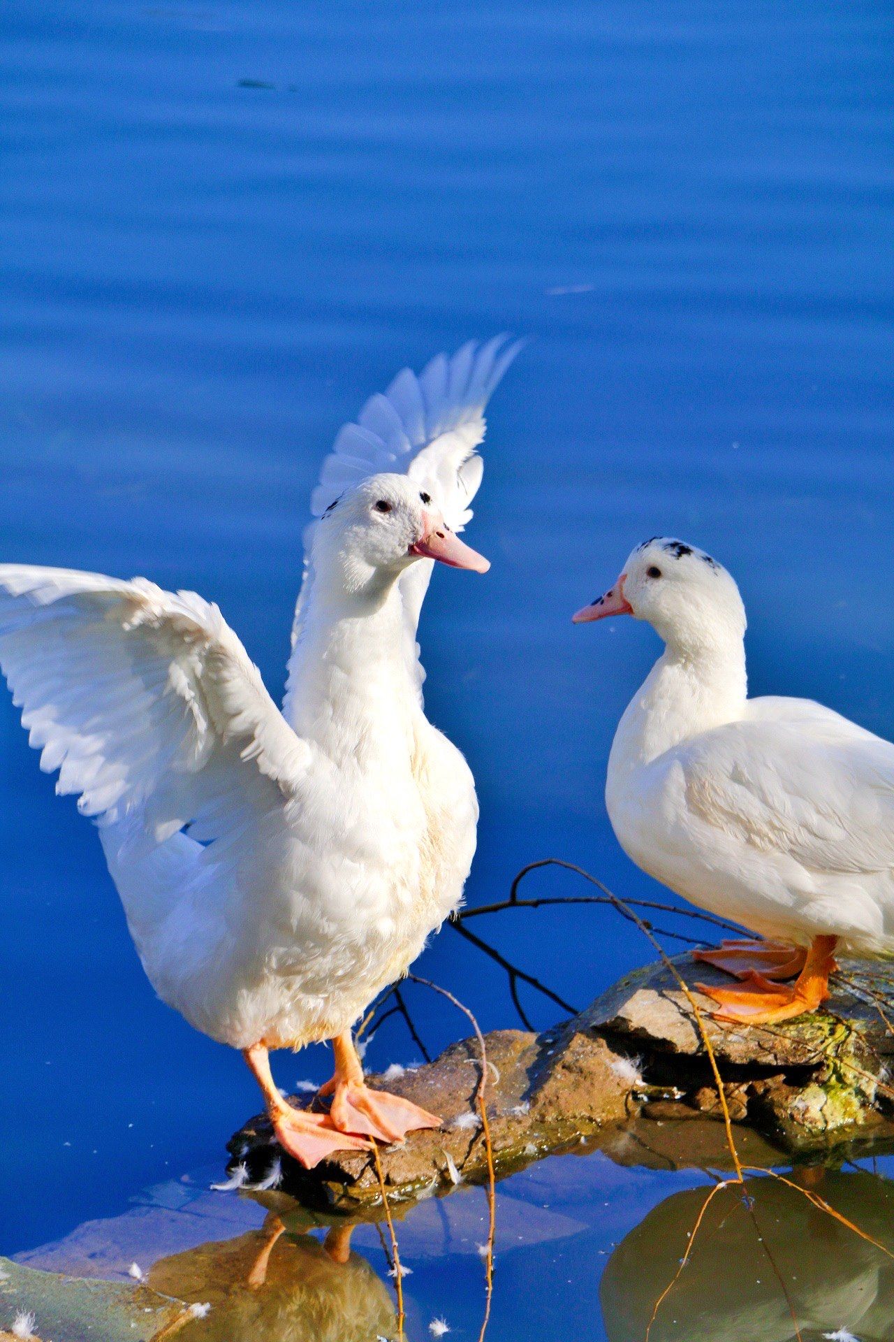 冬日湖里晒太阳的鸭鸭家族,这是洋鸭,与普通的鸭子不同,它们通体白毛