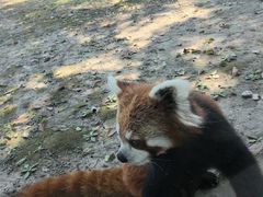 -苏州太湖西山岛开心农场