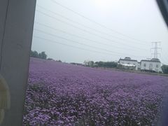 -紫颐香薰山谷景区