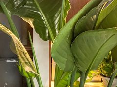 -LA MATCHA抹茶吧(进贤路店)