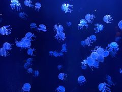 -三亚亚特兰蒂斯度假区