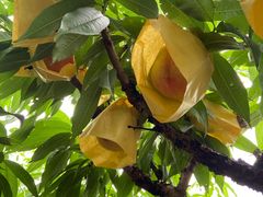 -南汇水蜜桃采摘(大团店)