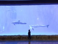 -华夏文旅海洋公园