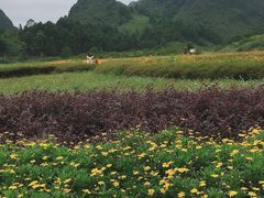 -靖西鹅泉风景区