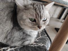 -平行世界·猫咖(首经贸店)