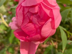 -石家庄市植物园