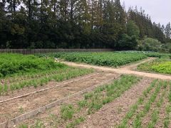 -前小桔亲子创意农场·草莓采摘·露营烧烤