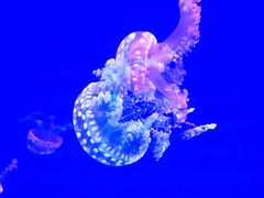 -福州罗源湾海洋世界旅游区