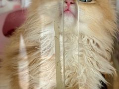 -糯米喵星人总部直营旗舰店·猫舍·幼猫出售