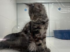 -1013 PET SHOP精品宠物商店(丁香店)