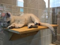 -1013 PET SHOP 宠物商店(近铁城市广场店)
