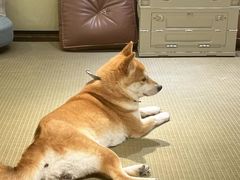 -逗柴咖啡屋·狗咖猫咖宠物桌游
