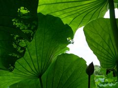 -陈家山荷花公园