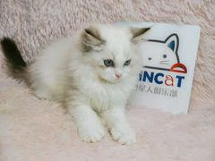 -十年猫舍·猫咪专门店(普陀店)