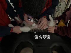 -伟伟宠物医院·瑞派猫友好医院·猫科(光谷店)