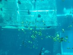 -海棠湾洲际-涛·海底餐厅·美人鱼·自助餐·海底隧道