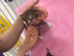 -北京观赏动物医院·24小时大型综合·猫专科·异宠专科